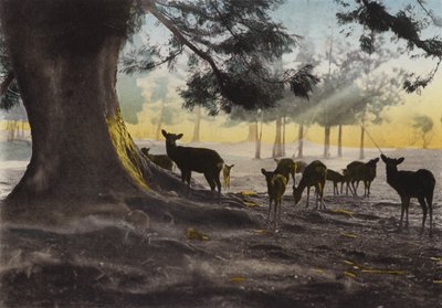 Japonia, ok. 1912: teren świątyni Kasuga, na której włóczą się oswojone jelenie, Nara (zdjęcie) autorstwa Photographer Japanese