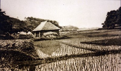 Pola ryżowe w Japonii autorstwa Photographer Japanese