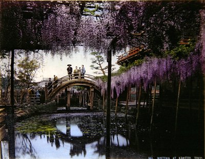Wisteria w ogrodzie w Kameido, ok. 1900 (kolorowe zdjęcie) autorstwa Photographer Japanese