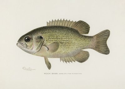 Okoń skalny (Ambloplites rupestris) – Sherman F. Denton (1856–1937) autorstwa Pictufy