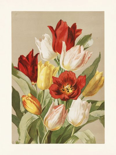 Tulipany autorstwa Ellen Thayer Fisher autorstwa Pictufy