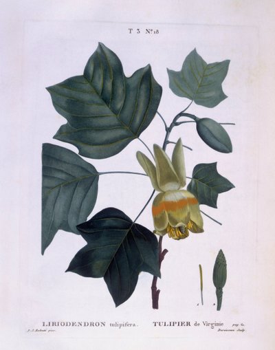 Tulipanowiec amerykański (Liriodendron tulipifera), Henry Louis Duhamel du Monceau, płyta botaniczna Pierre Joseph Redouté autorstwa Pierre Joseph Redouté