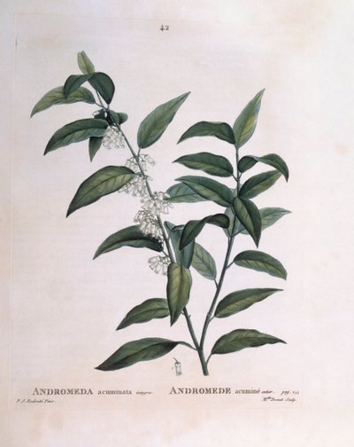 Andromeda acuminata Henry Louis Duhamel du Monceau, płyta botaniczna autorstwa Pierre