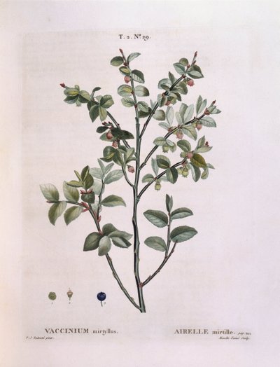 Borówka (Vaccinium myrtillus), Henry Louis Duhamel du Monceau, płyta botaniczna Pierre Joseph Redouté autorstwa Pierre Joseph Redouté