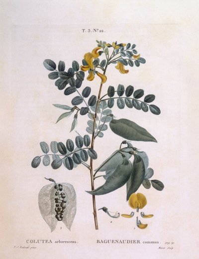 Senna pęcherza (arborescencja Colutea), Henry Louis Duhamel du Monceau, płyta botaniczna Pierre Joseph Redouté autorstwa Pierre Joseph Redouté