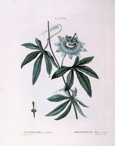 Blue passion flower (Passiflora caerulea), Henry Louis Duhamel du Monceau, botanical plate by Pierre Joseph Redouté   1123687   pl       polish Successfully Translated  Original: The Rialto bridge and the Palazzo dei Camerlenghi, 1902-04 Translat: 