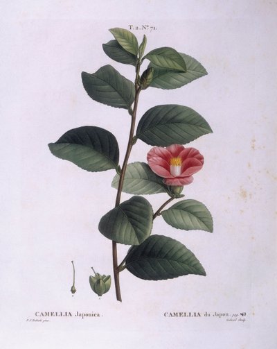 Camellia (Camellia japonica), Henry Louis Duhamel du Monceau, płyta botaniczna autorstwa Pierre Joseph Redouté autorstwa Pierre Joseph Redouté