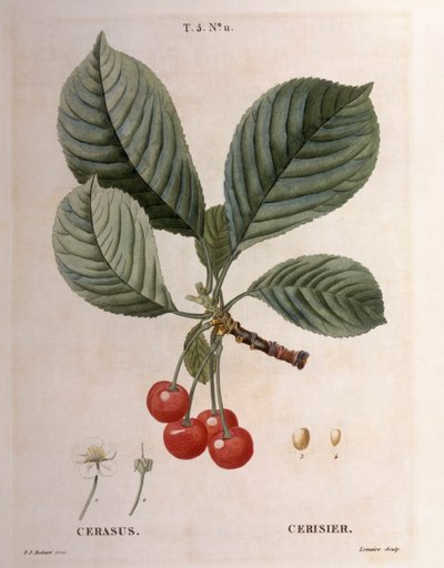 Wiśnia (Cerasus), Henry Louis Duhamel du Monceau, płyta botaniczna autorstwa Pierre