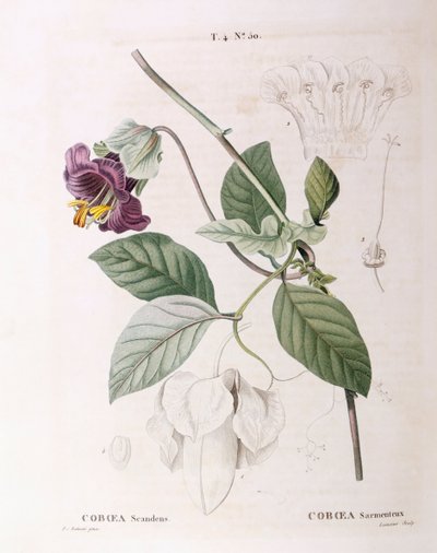 Filiżanka i spodek winorośli (Cobaea scandens), Henry Louis Duhamel du Monceau, płyta botaniczna – Pierre Joseph Redouté autorstwa Pierre Joseph Redouté