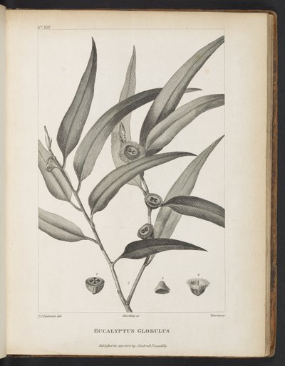 Eucalyptus Globulus z „Konto podróży w poszukiwaniu La Perouse” Jacques-Julien Houtou de La Billardière autorstwa Pierre Joseph Redouté