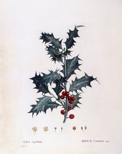 Ostrokrzew europejski (Ilex aquifolium), Henry Louis Duhamel du Monceau, płyta botaniczna Pierre Joseph Redouté autorstwa Pierre Joseph Redouté