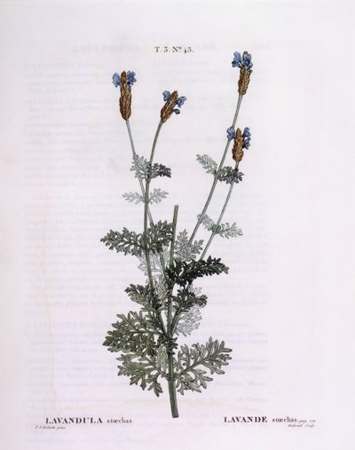 Lawenda francuska (Lavandula stoechas), Henry Louis Duhamel du Monceau, płyta botaniczna Pierre Joseph Redouté autorstwa Pierre Joseph Redouté