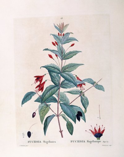 Fuchsia (Fuchsia magellanica), Henry Louis Duhamel du Monceau, płyta botaniczna autorstwa Pierre Joseph Redouté autorstwa Pierre Joseph Redouté