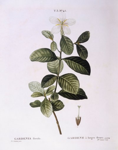 Gardenia (Gardenia florida), Henry Louis Duhamel du Monceau, płyta botaniczna Pierre Joseph Redouté autorstwa Pierre Joseph Redouté