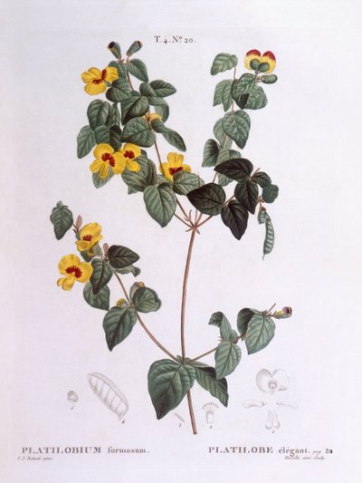 Piękny płaski groszek (Platylobium formosum), Henry Louis Duhamel du Monceau, płyta botaniczna Pierre Joseph Redouté autorstwa Pierre Joseph Redouté
