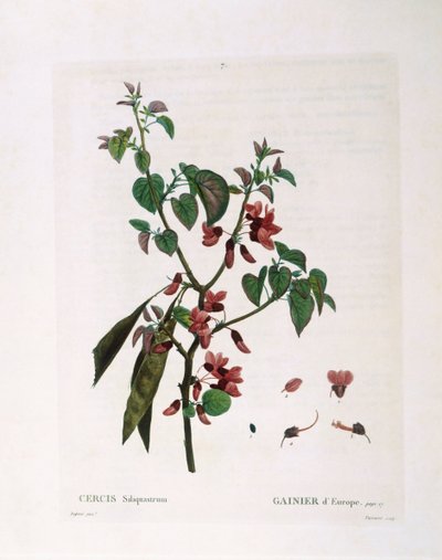 Drzewo Judasza (Cercis siliquastrum), Henry Louis Duhamel du Monceau, płyta botaniczna Pierre Joseph Redouté autorstwa Pierre Joseph Redouté