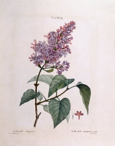 Liliowy (Syringa vulgaris), Henry Louis Duhamel du Monceau, płyta botaniczna autorstwa Pierre