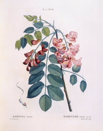 Szarańcza (Robinia rosea), Henry Louis Duhamel du Monceau, płyta botaniczna Pierre Joseph Redouté autorstwa Pierre Joseph Redouté