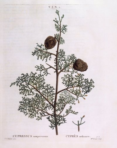 Cyprys śródziemnomorski (Cupressus sempervirens), Henry Louis Duhamel du Monceau, płyta botaniczna Pierre Joseph Redouté autorstwa Pierre Joseph Redouté