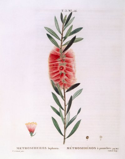 Metrosideros Lophanta Henry Louis Duhamel du Monceau, płyta botaniczna autorstwa Pierre