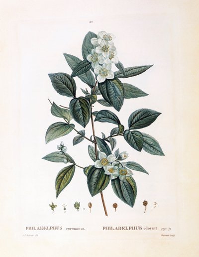 Mock orange (Philadelphus coronarius), Henry Louis Duhamel du Monceau, płyta botaniczna Pierre Joseph Redouté autorstwa Pierre Joseph Redouté
