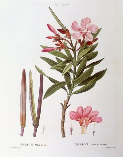 Oleander (Nerium oleander), Henry Louis Duhamel du Monceau, płyta botaniczna autorstwa Pierre Joseph Redouté autorstwa Pierre Joseph Redouté