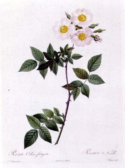 Rosa Collina fastigiata autorstwa Pierre Joseph Redouté