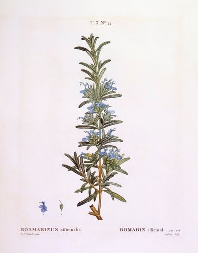 Rozmaryn (Rosmarinus officinalis), Henry Louis Duhamel du Monceau, płyta botaniczna Pierre Joseph Redouté autorstwa Pierre Joseph Redouté