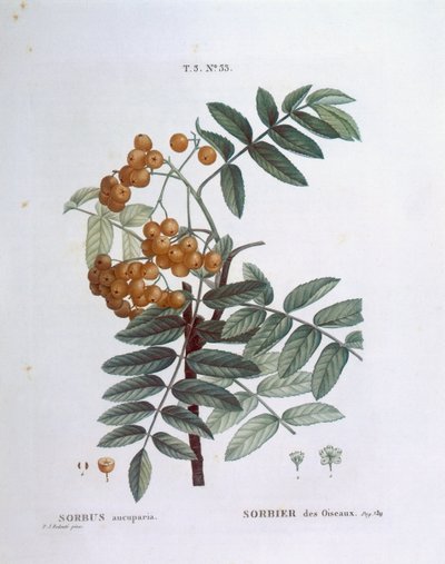 Jarzębina lub jarzębina pospolita (Sorbus aucuparia), Henry Louis Duhamel du Monceau, płyta botaniczna Pierre Joseph Redouté autorstwa Pierre Joseph Redouté