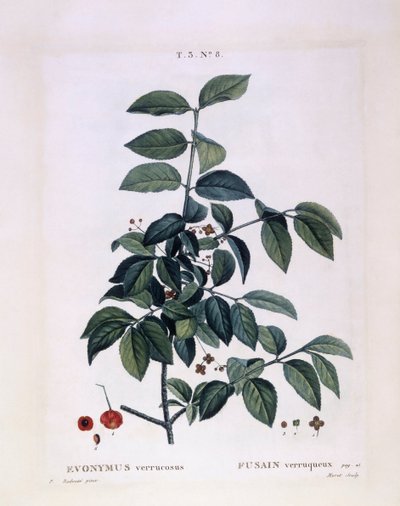 Wrzeciono (Euonymus verrucosus), Henry Louis Duhamel du Monceau, płyta botaniczna Pierre Joseph Redouté autorstwa Pierre Joseph Redouté