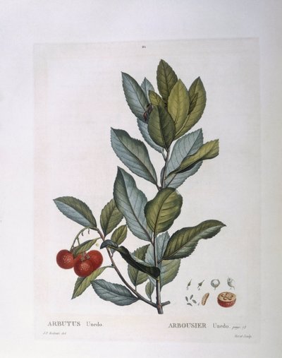 Drzewo truskawkowe (Arbutus unedo), Henry Louis Duhamel du Monceau, płyta botaniczna Pierre Joseph Redouté autorstwa Pierre Joseph Redouté