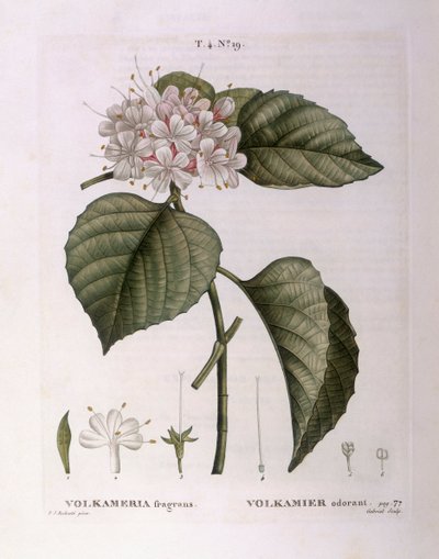 Volkameria fragrans Henry Louis Duhamel du Monceau, płyta botaniczna autorstwa Pierre