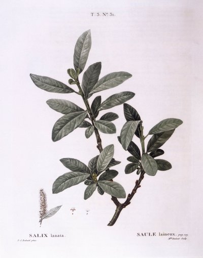 Willow (Salix lanata), Henry Louis Duhamel du Monceau, płyta botaniczna autorstwa Pierre