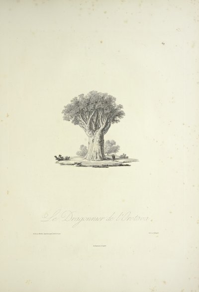 Smocze drzewo z Orotava, grawerowane przez Bouquet, ilustracja z „Widoki Kordylierów i pomników rdzennych ludów Ameryki” autorstwa Alexandra von Humboldta i Aime Bonpland autorstwa Pierre Antoine (after) Marchais