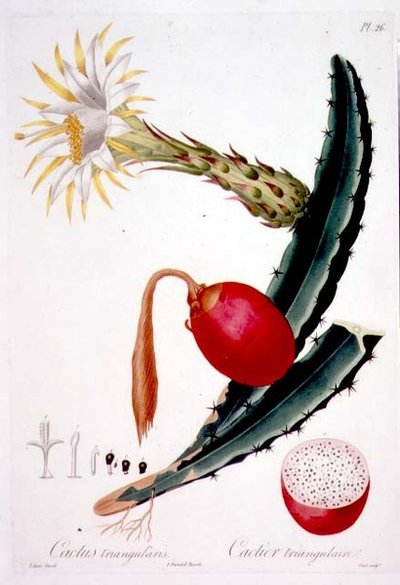 Cactus Triangularis, tablica 26 z „Flore des Antilles”, tom 4, autorstwa Francois Richarda Tussaca, opublikowana w latach 1808-27 autorstwa Pierre Antoine (after) Poiteau