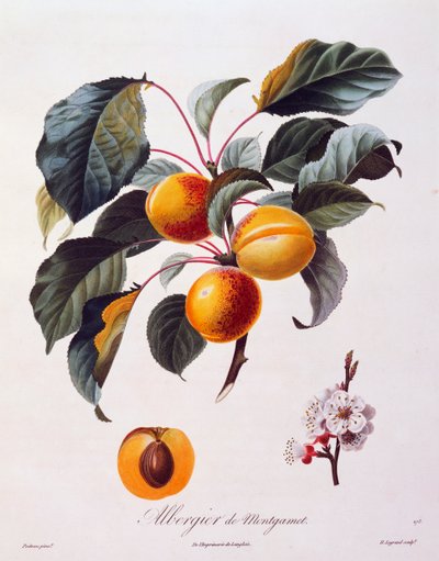 Owoce i kwiaty moreli Albergier De Montgamet, ok. 1846 r., barwny sztych Pierre-Antoine Poiteau z Pomolgie Francais, Francja autorstwa Pierre Antoine (after) Poiteau