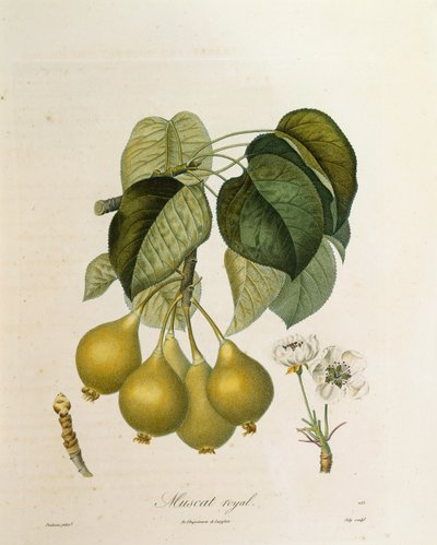 Muscat Royal Apricot autorstwa Antoine Poiteau autorstwa Pierre Antoine (after) Poiteau