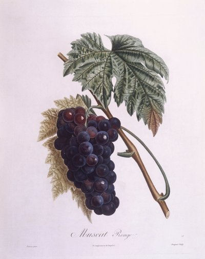 Winorośl muszkatołowa (Vitis vinifera), Henry Louis Duhamel du Monceau, płyta botaniczna – Pierre Antoine Poiteau autorstwa Pierre Antoine (after) Poiteau