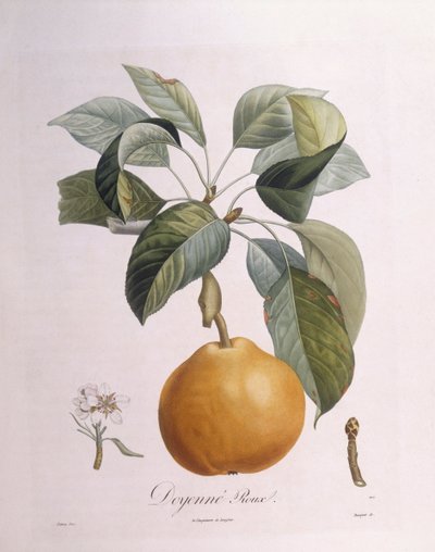 Gruszka „Doyenné zasmażka” Henry Louis Duhamel du Monceau, płyta botaniczna – Pierre Antoine Poiteau autorstwa Pierre Antoine (after) Poiteau