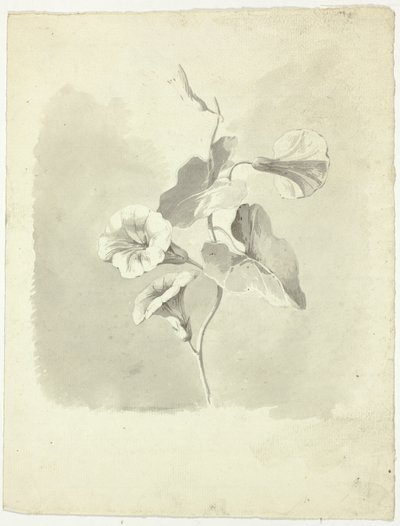 Morning Glories autorstwa Pierre Antoine Mongin
