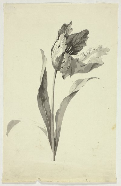 Tulipan autorstwa Pierre Antoine Mongin