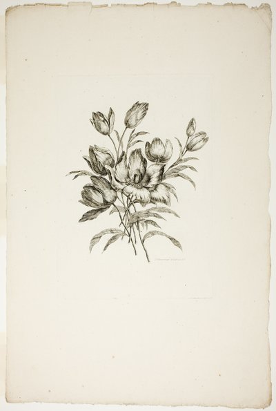 Bukiet z tulipanami, z kolekcji różnych bukietów kwiatów, wymyślony i narysowany przez Jeana Pillementa i grawerowany przez P.C. Canota autorstwa Pierre Charles Canot