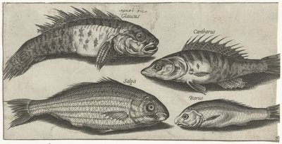 Bokfish, okoń, babka i nieznana ryba Wędkarstwo (tytuł serii) Ikony Piscivm vivae (tytuł serii) autorstwa Pierre Firens