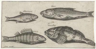 Karp, strzebla, sum i okoń Wędkarstwo (tytuł serii) Ikony Piscium vivae (tytuł serii) autorstwa Pierre Firens