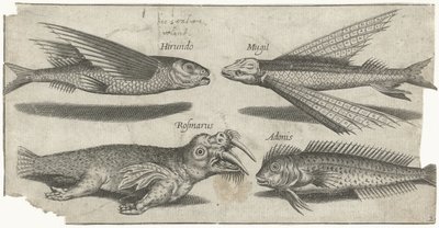 Latający chrząk, guzek, blenny i mors Wędkarstwo (tytuł serii) Ikony Piscivm vivae (tytuł serii) autorstwa Pierre Firens