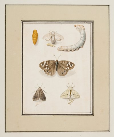 Motyle, ćmy i gąsienice, ok. 1755-65 (akwarela na papierze) autorstwa Pierre Francois Ledoulx
