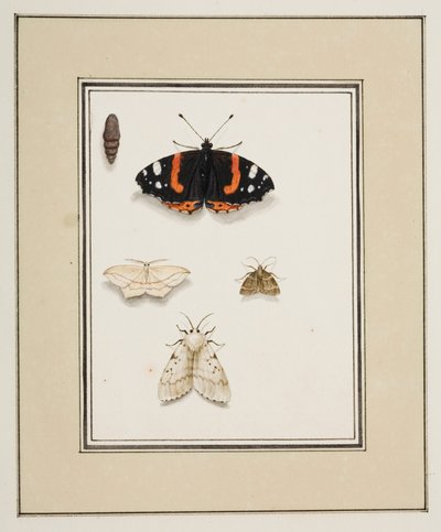Motyle, ok. 1755-65 (akwarela na papierze) autorstwa Pierre Francois Ledoulx