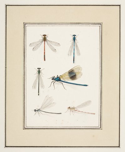 Ważki, ok. 1755-65 (akwarela na papierze) autorstwa Pierre Francois Ledoulx