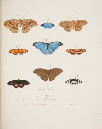 Zagraniczne motyle, ok. 1755-65 (akwarela na papierze) autorstwa Pierre Francois Ledoulx