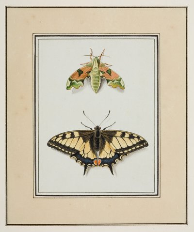 Władca Ciem i paziowaty motyl ze Starego Świata, ok. 1755-65 (akwarela na papierze) autorstwa Pierre Francois Ledoulx
